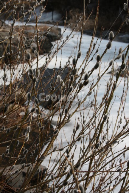 버들강아지,버들개지,갯버들꽃,버드나무과,봄소식,봄전령,전령사,식물,자연,plants,nature