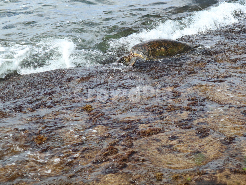터틀,turtle,animal,동물,sealife,해양생물,nature,자연,water,물,ocean,대양,sea,바다,거북이,터틀비치