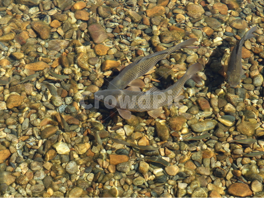 잉어,동물,물고기,헤엄치는,잉어들,animal,fish,동물,animal,어류,물고기,fish