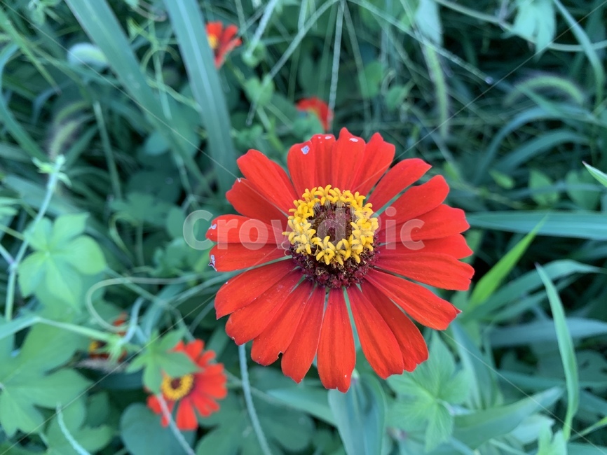 plant,식물,꽃,자연,아름다움,식물,자연,plants,nature,꽃,flower