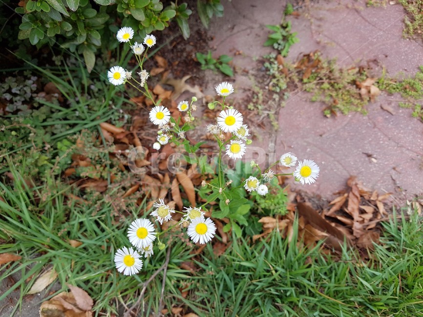 plant,식물,꽃,흰색,노랑색,flower,식물,자연,plants,nature,꽃,flower