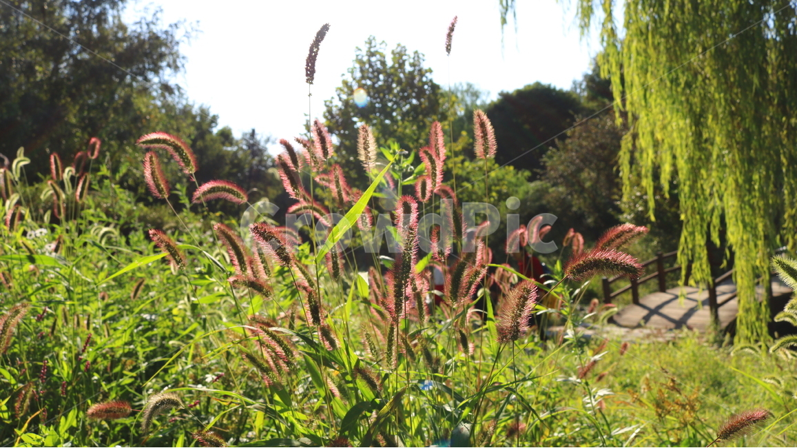 강아지풀,풀,잡초,벼과,식물,자연,구미초,낭미초,개꼬리풀,식물,자연,plants,nature