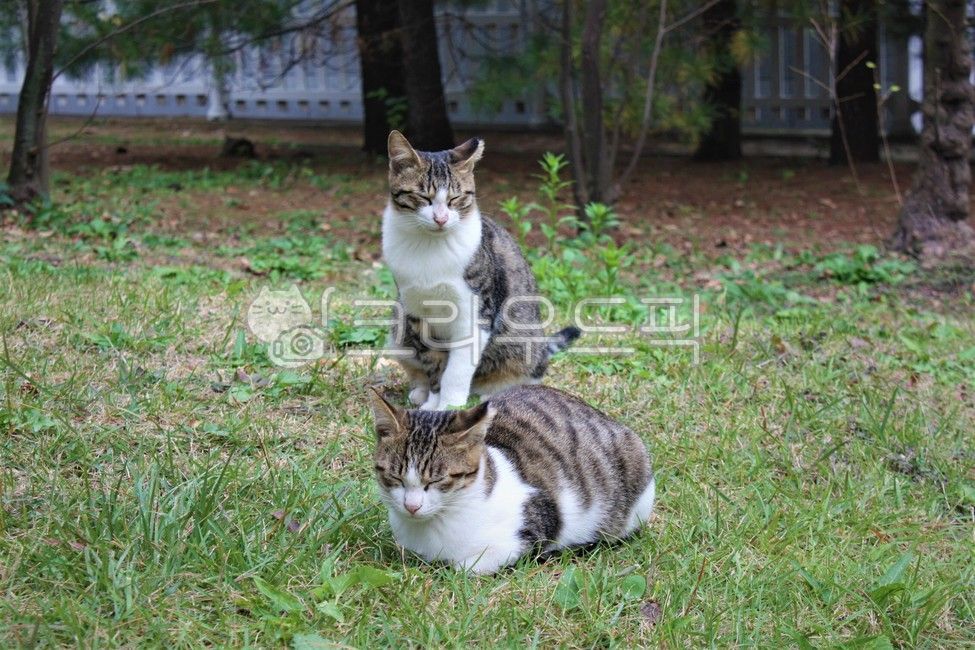 Bread posture,Pets,sunlight,stray cat,mammal,grass,cat,plant,animal,mammalia,Dozing off,lawn,pet