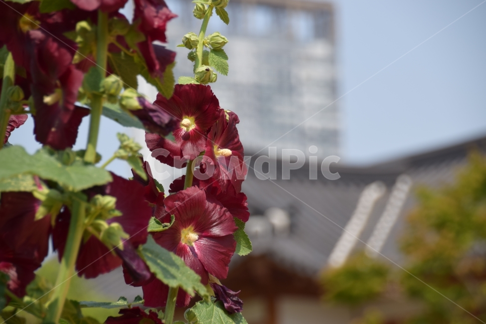 꽃,식물,무궁화,붉은,대한민국,식물,자연,plants,nature,꽃,flower