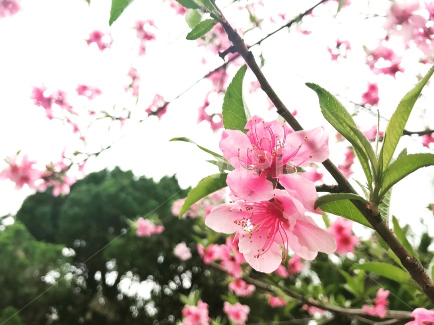 복사꽃,분홍꽃,봄꽃,plant,blossom,flower,꽃