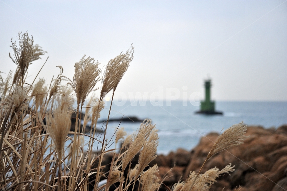 자연,갈대,억새,바다,등대,등대,lighthouse,식물,자연,plants,nature,grass,잔디,plant,lawn,reed