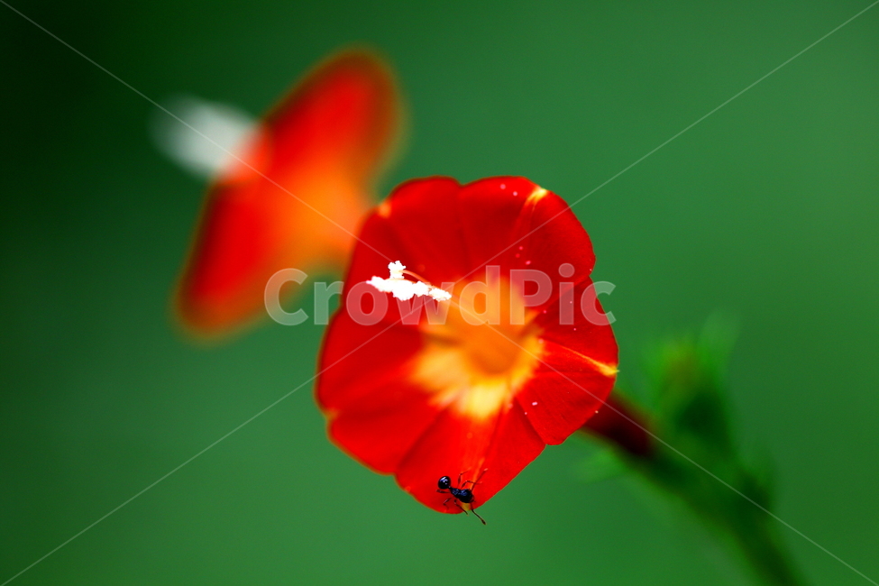 식물,꽃,개미,동물,곤충,식물,자연,plants,nature,꽃,flower,동물,animal,곤충,벌레,insect,bug