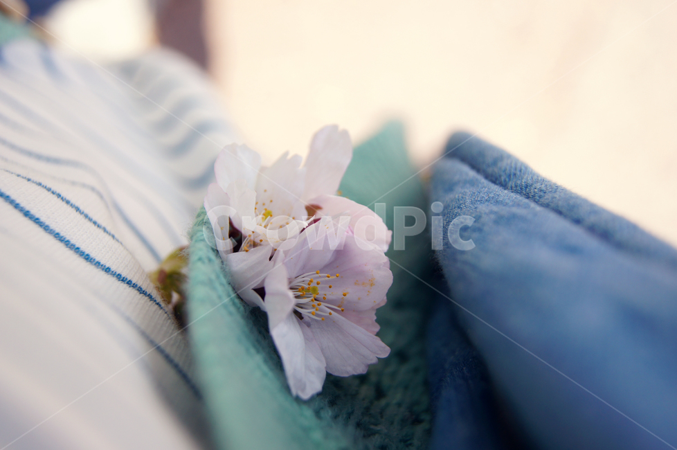 벚꽃,화사함,따뜻함,봄,휴식,봄날,봄,계절,spring,season,꽃,flower,plant,식물