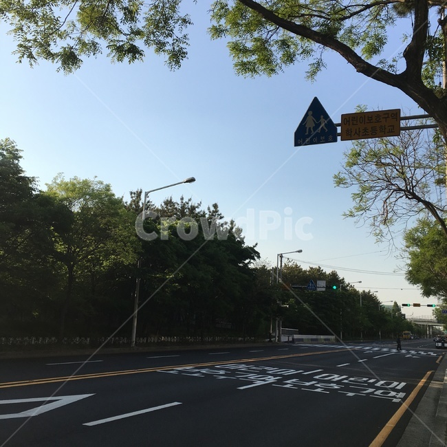 차도,어린이보호구역,나무,도로,풍경,자연,산책,하늘