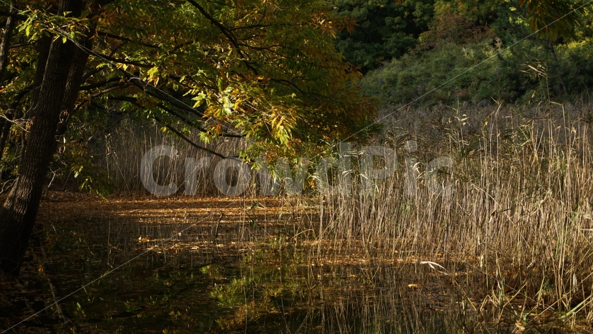 가을,자연,숲,억새,단풍,가을,계절,fall,autumn,season,자연,풍경,nature,landscape,outdoors,옥외,land,땅,grass,잔디,plant,식물,water,물