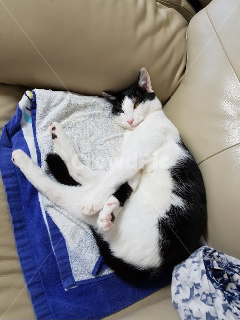 고양이,흰색,핑크색코,검은색꼬리,검정색,동물,animal,포유류,mammal,고양이,cat,kitten,kitty