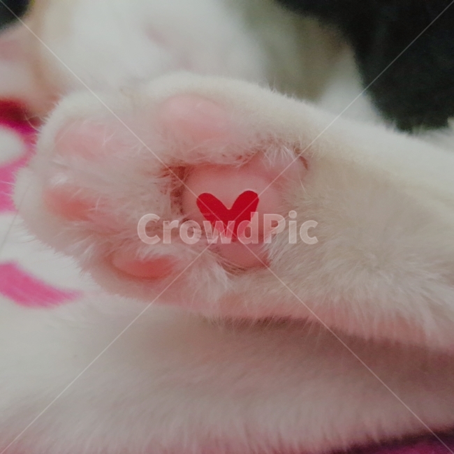 젤리,고양이,발바닥,하트,핑크