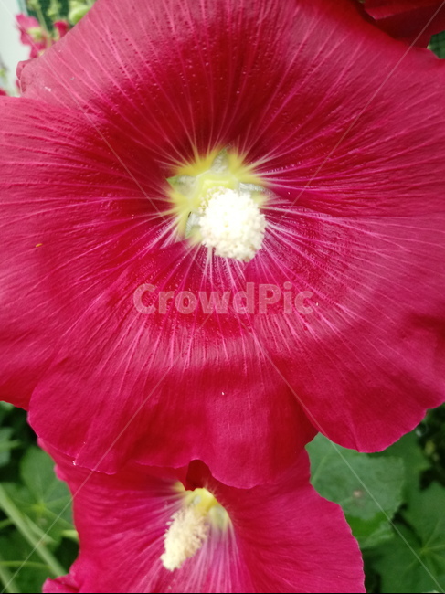 접시꽃,hollyhock,촉규화,덕두화,접중화,촉계화,단오금,황촉화,아욱과