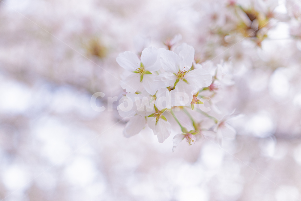벚꽃,4월,cherryblossom,꽃,봄,spring,april,flower,plant,식물,풍경,자연,화사함,보케,봄,계절,spring,season