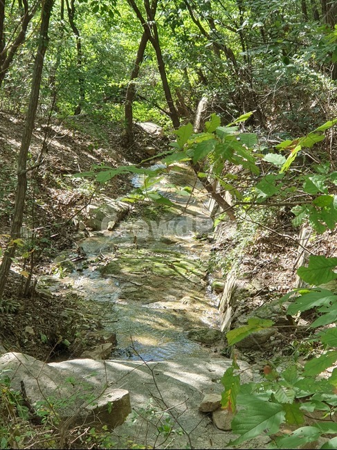 돌,냇가,자연,등산길,산,자연,풍경,nature,landscape,plant,식물,tree,나무,ground,바닥