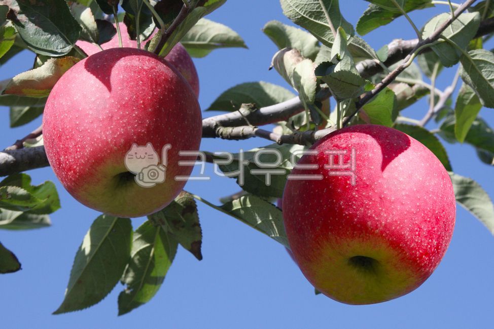 사과, 빨강, 홍옥, 과수원, 가을하늘, 사진,이미지,일러스트,캘리그라피 - eco3228작가