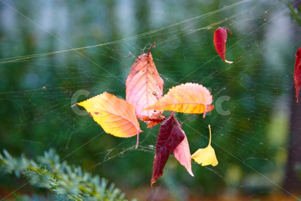 가을,낙엽,거미줄,바람,계절,식물,자연,plants,nature,가을,계절,fall,autumn,season,leaf,잎,plant
