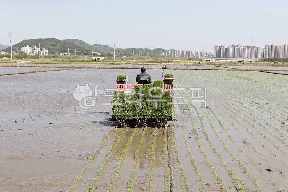 bed,agricultural machinery,planting rice,rice paddy,nature,automatic,outdoor,what,Rice transplanter,machine,farming,plant,sight,Agriculture,rice paddy farming