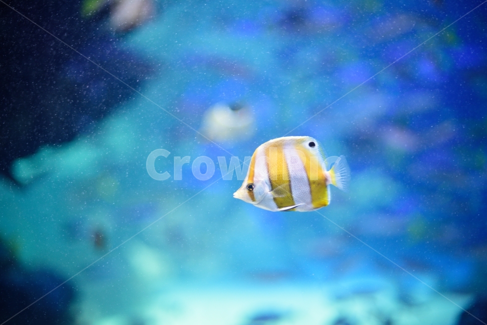 물고기,생선,니모,수족관,아쿠아리움,헤엄,수영,물,동물,어류,상어,산호,aquarium,fish,동물,animal,어류,물고기,fish,색깔,색상,색채,색감,color sense,color sensitivity,feeling of color