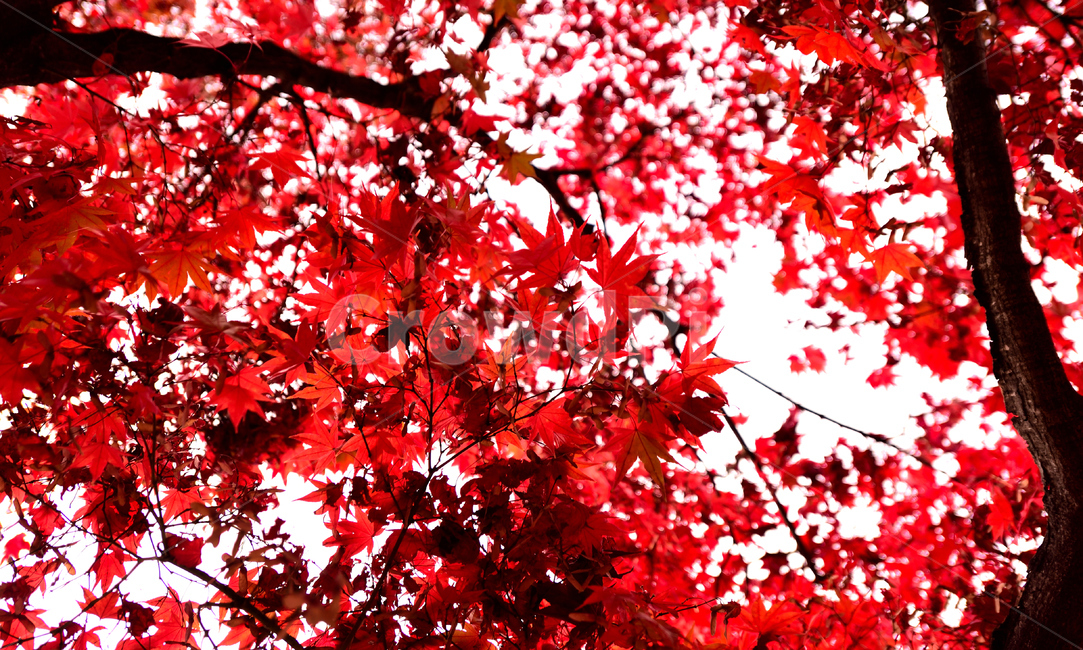 leaf,잎,plant,식물,tree,나무,단풍,가을,붉은잎,단풍잎,가을,계절,fall,autumn,season