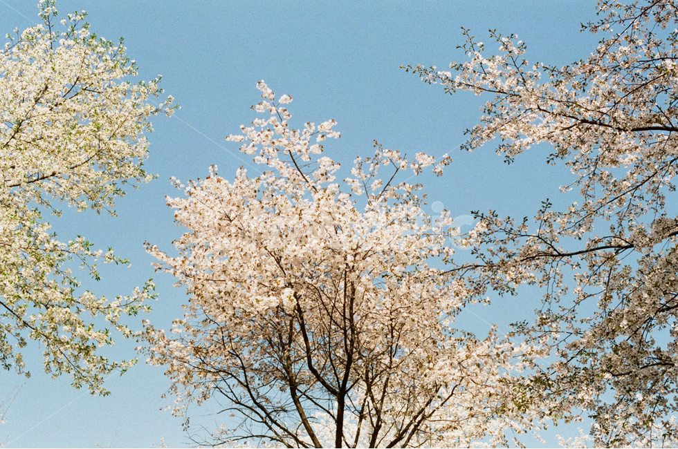 필름카메라,필름사진,봄,벚꽃,입춘,봄,계절,spring,season,식물,자연,plants,nature,꽃,flower,plant,blossom