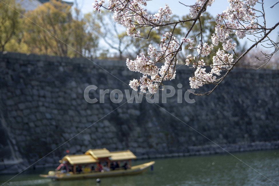 vehicle,차량,boat,보트,transportation,교통,plant,식물