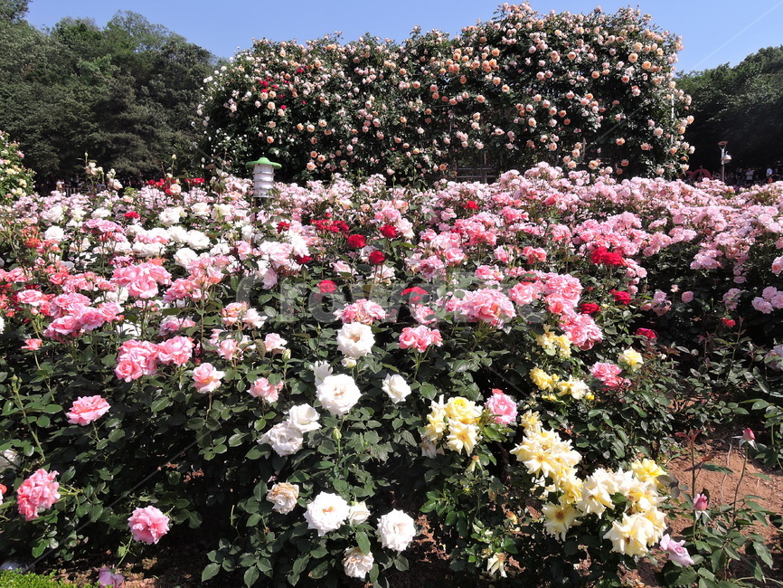 장미,장미축제,foewer,식물,rose,꽃축제,봄꽃축제,가든,화원,장미원,식물,자연,plants,nature,꽃,flower