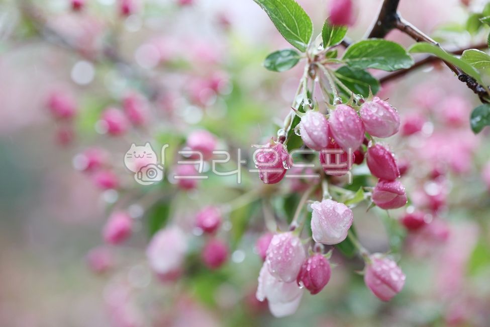 spring,apple blossom,water drop,sprout,appletree,crabapple,flower apple,flower,raindrop