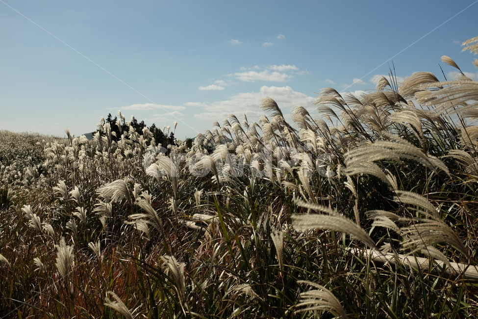 갈대,가을,눈부심,갈대밭,가을풍경,가을,계절,fall,autumn,season,자연,풍경,nature,landscape,grass,잔디,plant,식물,lawn,reed