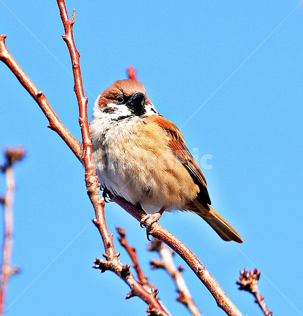 bird,새,animal,동물,참새,동물,animal,조류,새,birds