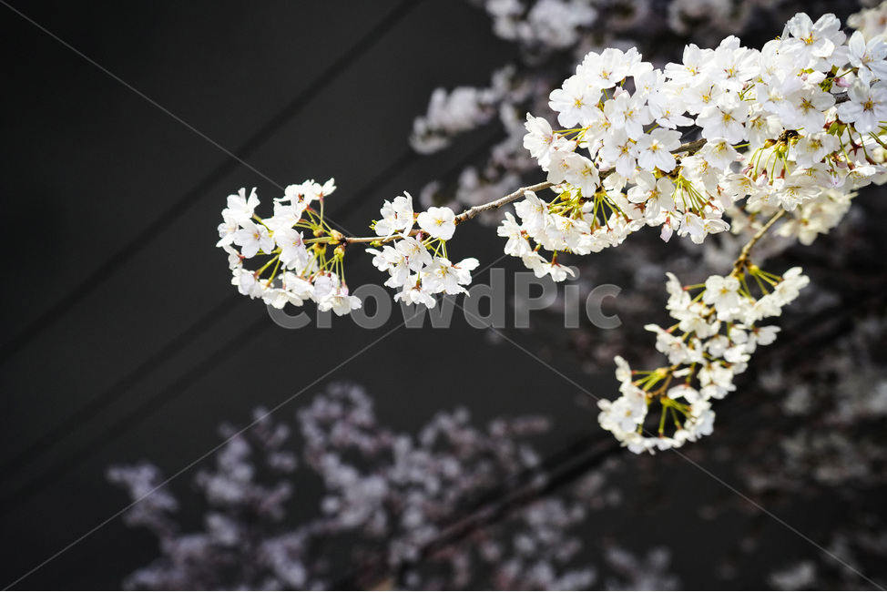 공덕,벚꽃길,벚꽃,경의선숲길,효창공원역,벚꽃나무,벚꽃축제,야경,야화,cherryblossom,blossom,nightview,봄,계절,spring,season,야경,밤,풍경,nightscape,night,landscape,식물,자연,plants,nature,꽃,flower,plant
