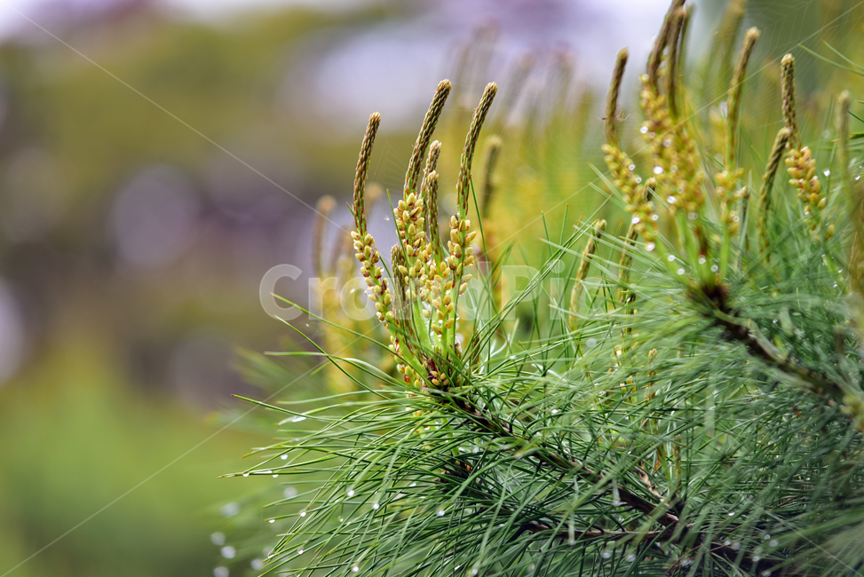 소나무,소나무꽃,송화,솔잎,소나무잎,소나무새싹,빗방울,물방울,pinetree,pine