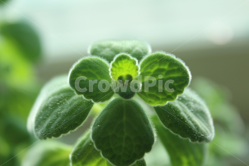 leaf,잎,허브,herbs,초록,식물,green