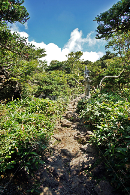 한라산,제주도,영실코스,영산,자연,구름,현무암,통행로