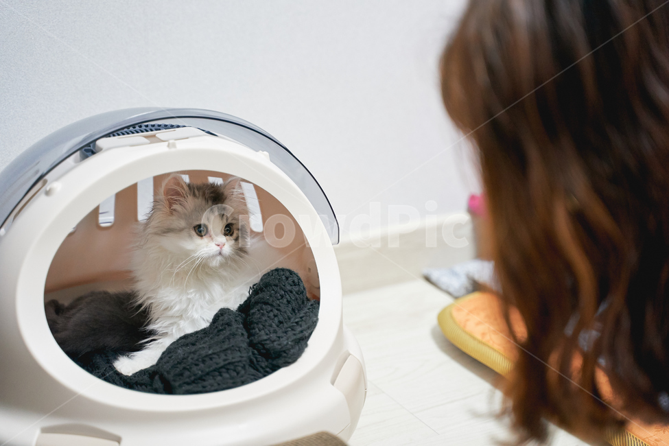 고양이,고양이와사람,마주보는,교감,애완동물,애완묘,마주보는모습,페르시안,동물,animal,포유류,mammal,고양이,cat,kitten,kitty