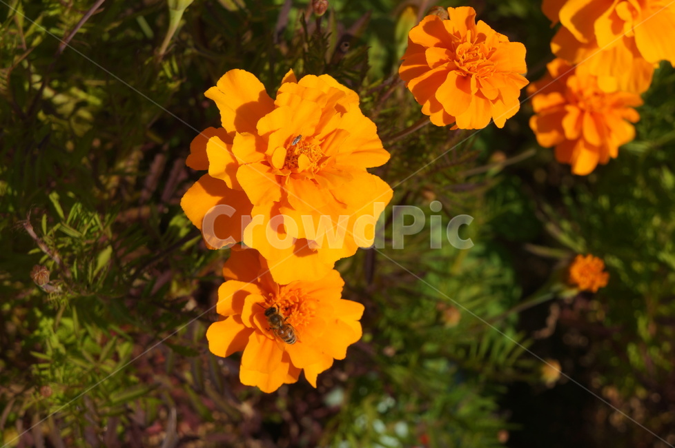 Cheonsu Guk,Asteraceae plants,African Marigold,marigold,yellow flower,fall flowers,fall flower bed