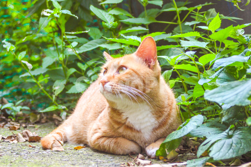 고양이,cat,동물,animal,길고양이,감성사진,감성,동물사진,숲,풀,자연,grass,nature,자세,pose,동물,animal,포유류,mammal,고양이,cat,kitten,kitty
