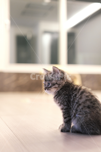 고양이,반려동물,cat,스코티쉬스트레이트,아기고양이,동물,animal,포유류,mammal,고양이,cat,kitten,kitty