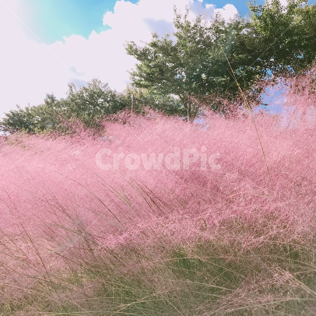 plant,식물,outdoors,옥외,nature,자연,풍경,landscape,view,핑크뮬리,색깔,색상,color,감성,감성사진,feeling,부산,busan,구름,cloud,나무,tree,명소,가을,fall,autumn,계절,season
