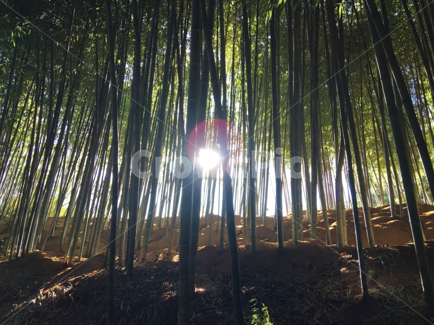 대나무,대나무숲,나무,숲,햇빛,빛,자연,자연,풍경,nature,landscape,식물,plants,나무,trees,wood,휴식,힐링,rest,relaxation,healing,plant