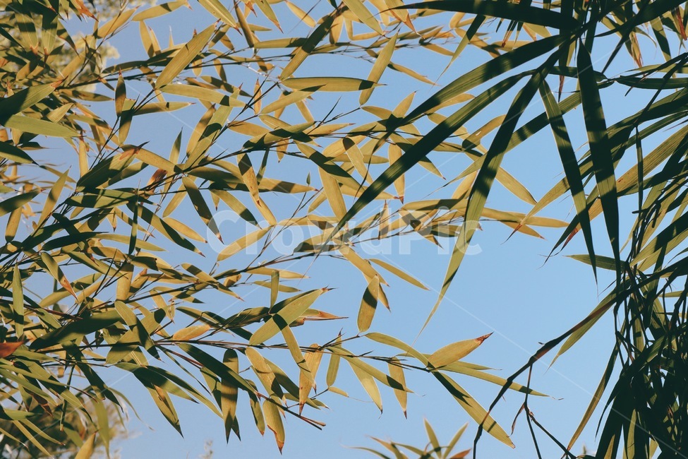 대나무,숲,풀,하늘,대나무숲,식물,자연,plants,nature