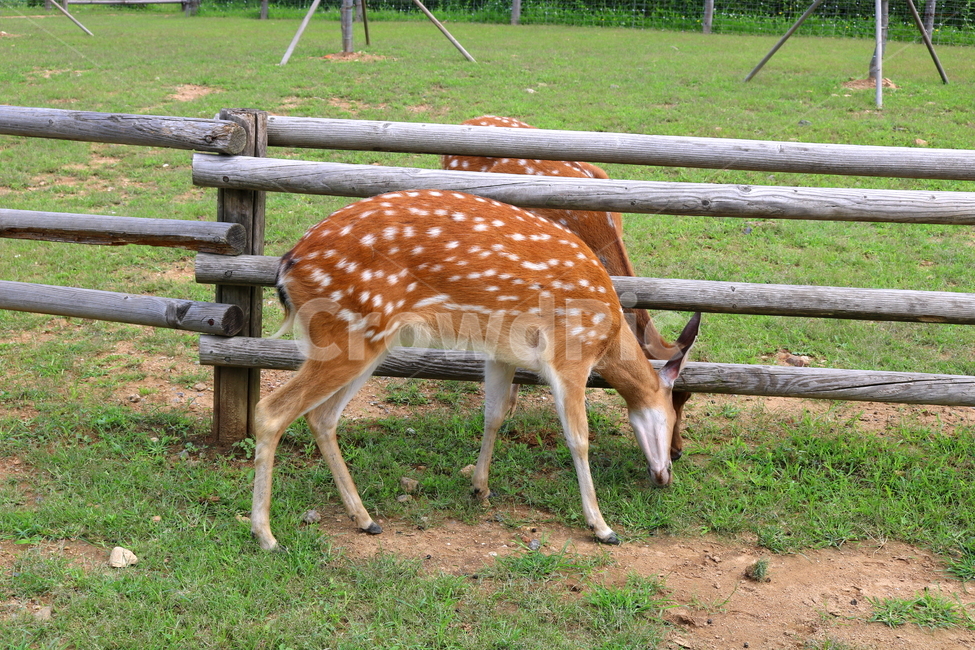 사슴,동물,척추동물,포유류,초식동물,잔디,풀,사육장,자연,동물,animal,포유류,mammal