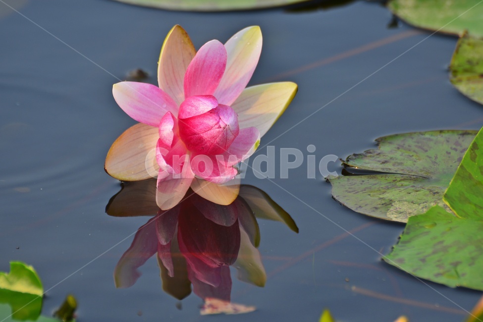 blossom,plant,식물,flower,꽃,수련,연꽃,반영,연못,연잎,연꽃잎,수생식물,수중식물