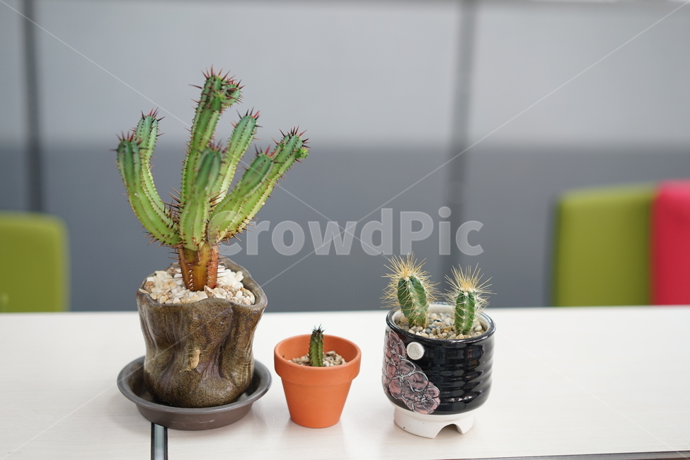 선인장,화분,식물,가시,생명,사무실,장식,취미,실내용화초,화분,화초,house plant