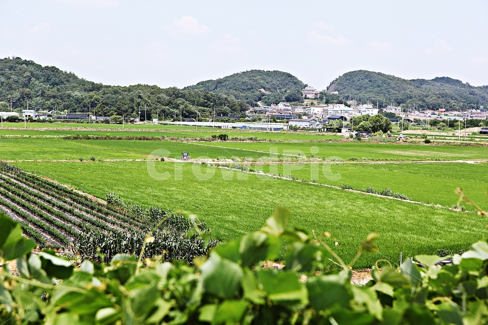 벼,논,농사,쌀,자연,풍경,자연,풍경,nature,landscape,한국자연풍경,한국자연경관,korea nature landscape,시골,마을,country,rural,town,outdoors,옥외,field,들,grassland,목초지,농촌,farm,농장