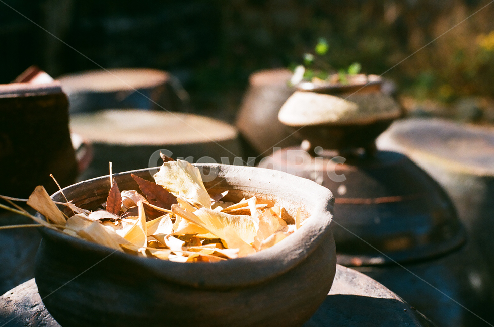 가을,단풍,낙엽,나무,나뭇잎,계절,fall,autumn,season,자연,풍경,nature,leaf,leaves,잎,식물,은행잎,은행나무,항아리,장독대,한국문화,한국전통,koreanculture,koreantraditional,한옥,전통,감성,감성사진,빈티지,아날로그,필름,필름사진,필름카메라,film,filmcamera,sensible,feeling
