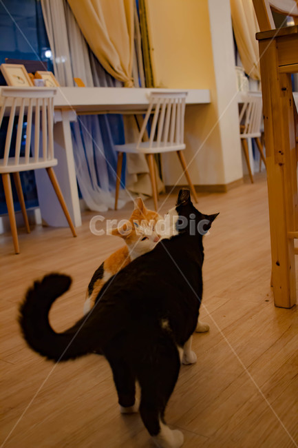 고양이,두마리,네로,검은고양이,야옹이,냐옹이,고양이들,동물,animal,포유류,mammal,고양이,cat,kitten,kitty