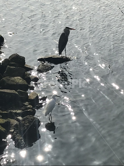 bird,새,animal,강,물결