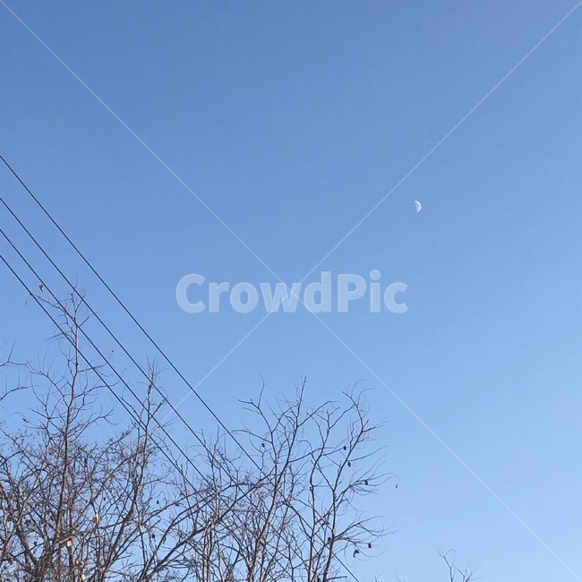 하늘,달,전깃줄,나무,초저녁,풍경