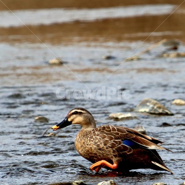 오리,청둥오리,동물,새,mallard